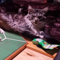 Uhti Minizoo