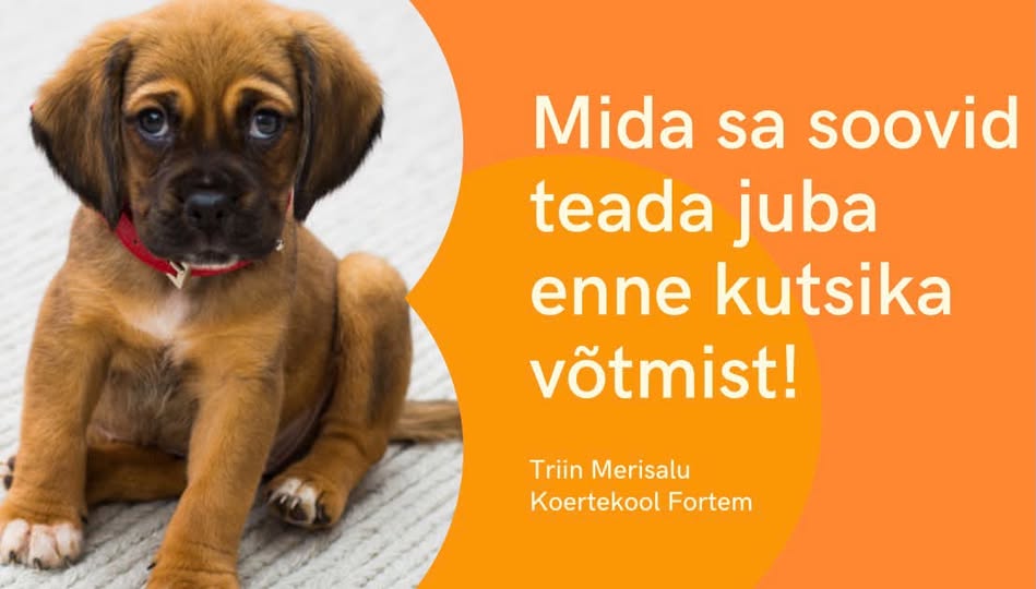 Kutsika koolitus zoom - is