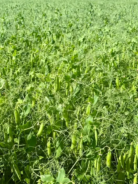 OÜ Koplimäe Agro